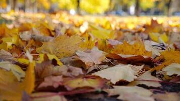 Close up view of empty autumn forest at sunny day. Yellow maple leaves lying on lawn at woodland. Gentle wind blowing through colorful foliage on the ground at parkland. Low view Slow motion video