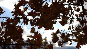Brown maple leaves on tree branches gently swaying in wind with sunlight at background. Lush autumn foliage swinging on the breeze at forest. Beautiful colorful fall season. Close up Slow motion video