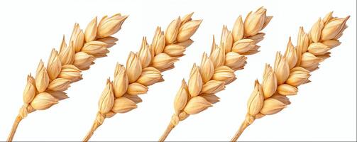 Wheat ear close-up isolated on white background with clipping path, hight detailed upscaled image photo
