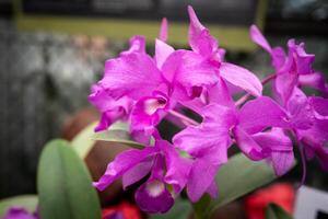Guarianthe skinneri is the national flower of Costa Rica, where it is known as guaria morada photo