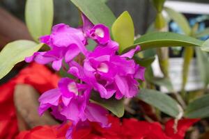 Guarianthe skinneri is the national flower of Costa Rica, where it is known as guaria morada photo