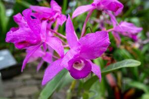 Guarianthe skinneri is the national flower of Costa Rica, where it is known as guaria morada photo