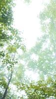 Bottom view of crowns of green trees against sky. Clip. Dense crown of trees and shrubs against sky. View from below of green trees of dense forest with cool fog video