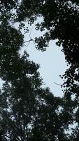 Bottom view of crowns of green trees against sky. Clip. Dense crown of trees and shrubs against sky. View from below of green trees of dense forest with cool fog video