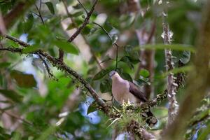 Grey-headed Dove Leptotila plumbeiceps in Costa Rican Habitat photo