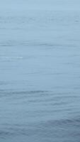 Beautiful sea surface with dolphin fins. Clip. Surface of open ocean with swimming dolphins in cloudy weather. Fins of swimming dolphins above surface of blue sea video