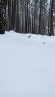 Rotating camera in winter forest. Media. Look around you in wild forest among tall trees and snowdrifts in winter. Small fir trees in winter wild forest video