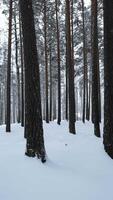 Beautiful view in winter forest in snowfall. Media. Winter forest in snowy weather. Beautiful walk in winter snow forest video