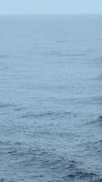 Blue sea with waves and swimming dolphins. Clip. Wild dolphins swimming in open sea in cloudy weather. Exciting sight of swimming dolphins on ocean surface video