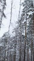 Beautiful view in wild winter forest. Media. Beautiful walk in wild forest on winter day. Camera movement in view of beautiful winter forest video