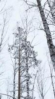 View from below of beautiful trees in winter forest on cloudy day. Media. Beautiful tree trunks with bare crowns on snowy winter day. Winter forest with trees in snow video