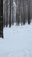 Pine forest in the snow. Media. Winter forest with snow covered trees and slowly falling snowflakes. video