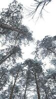 Dizzying view of winter trees. Media. Beautiful view from below of tree crowns in winter forest. Beautiful rotating view of treetops in winter video