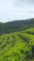 Panoramic view of tea fields in Taiwan. Action. Hillside tea plantations with cloudy sky above. video