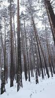 Beautiful view of forest and treetops in winter. Media. Winter forest with pure white snow and bare trees. Beautiful forest on winter day video