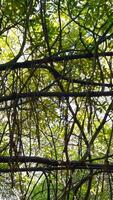 Moving through a tropical forest with large trees and green crowns. Action. Low angle view of hanging branches with green leaves. video