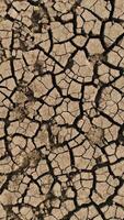 Aerial view of a dry lake with rare green plants growing from deep cracks. Shot. Dried soil texture, concept of global warming and drought. video