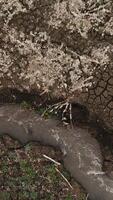 Running stream among stones and dry bushes in the botanic garden. Shot. Aerial top view of a fast flowing mountainous river flowing along dry soil. video
