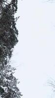 View from below of beautiful trees in winter forest on cloudy day. Media. Beautiful tree trunks with bare crowns on snowy winter day. Winter forest with trees in snow video