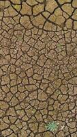 Top view of arid surface of earth. Shot. Arid terrain with clay soil and sparse grasses. Textured surface of dry earth with cracks video