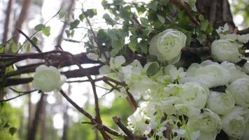 A tranquil and serene forest illuminated by sunshine and adorned with beautiful white flowers video