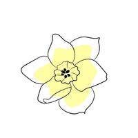 Delicate yellow daffodil illustration on a clean white background showcasing simple elegance vector