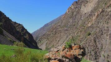 large mountain in font of green grass hill with Ephedra bush at windy sunny summer day video