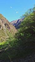 green trees in mountains are swaying in the wind at sunny summer day video