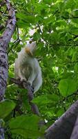An Inquisitive and Curious Cat Perched High Up in a Tree, Enjoying the View Around video