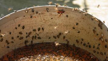 Bees and Flies Swarming Around Fermentation Residue in a Bucket video