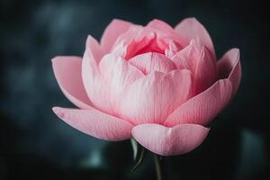 Beautiful pink lotus flower with soft petals, dark background photo