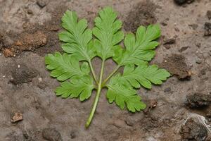 Green leaf on textured ground, close-up view. photo