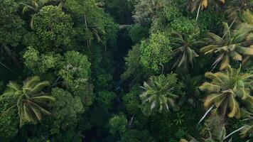 Drone view of green rain forest and river in Ubud. Scenic landscape in Bali island video