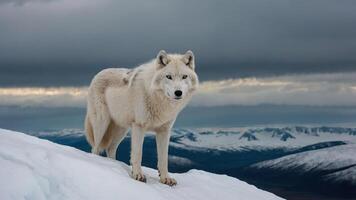 A lone Arctic wolf stands majestically on a snowy landscape under a dramatic sky. photo