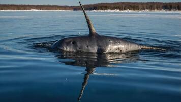 A narwhal surfaces in calm waters, showcasing its iconic long tusk. photo