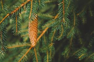 A close view of a pine cone hanging from a lush green branch in a forest photo