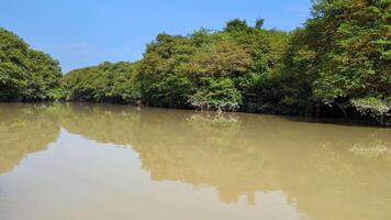 Exploring a tranquil river surrounded by lush greenery on a sunny day in nature's paradise during the afternoon hours video