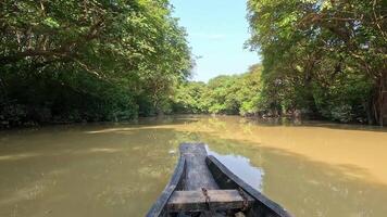 Exploring the tranquil waterways of a lush green forest in the heart of nature on a sunny day video