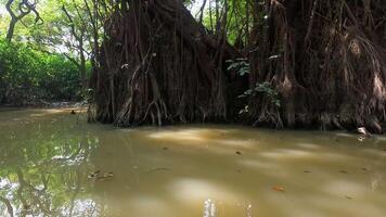 Exploring the unique mangrove ecosystem in the coastal area during midday, showcasing the intricate roots and lush greenery of a tranquil habitat video