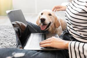 Closeup of of unrecognizable woman sitting on the floor carpet and using laptop with her dog, stroking labrador. Young lady working at home office and spending time together with pet in living room photo