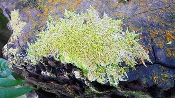 green lichen on an old wooden log photo
