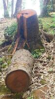 Cut Tree Trunk in a Forested Area photo