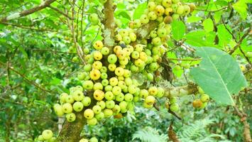 A wild fig tree filled with clusters of green fruits photo
