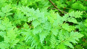 selaginella involvens in the forest photo