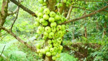 A wild fig tree filled with clusters of green fruits photo