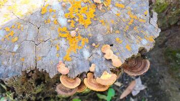Orange lichen and mushroom on an old wooden log photo