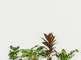 Various houseplants against white wall. Front view photo