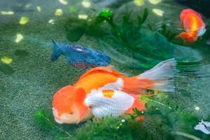 Goldfish in aquarium fish pond close up photo