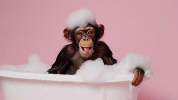 a cute monkey sits in a bathtub with plenty of foam on his head, isolated background photo
