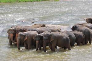 Elephants enjoy natural river bathing. Elephants bathing photo